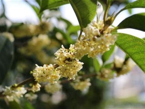 桂花葉子 枯黃 原因|盆栽桂花葉片變黃的原因